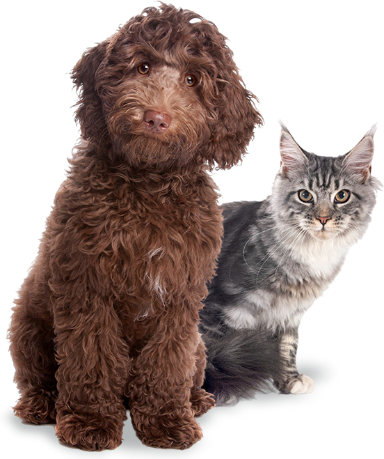 Santo Faro - Clínica Veterinária e Estética Animal | Lajeado, RS