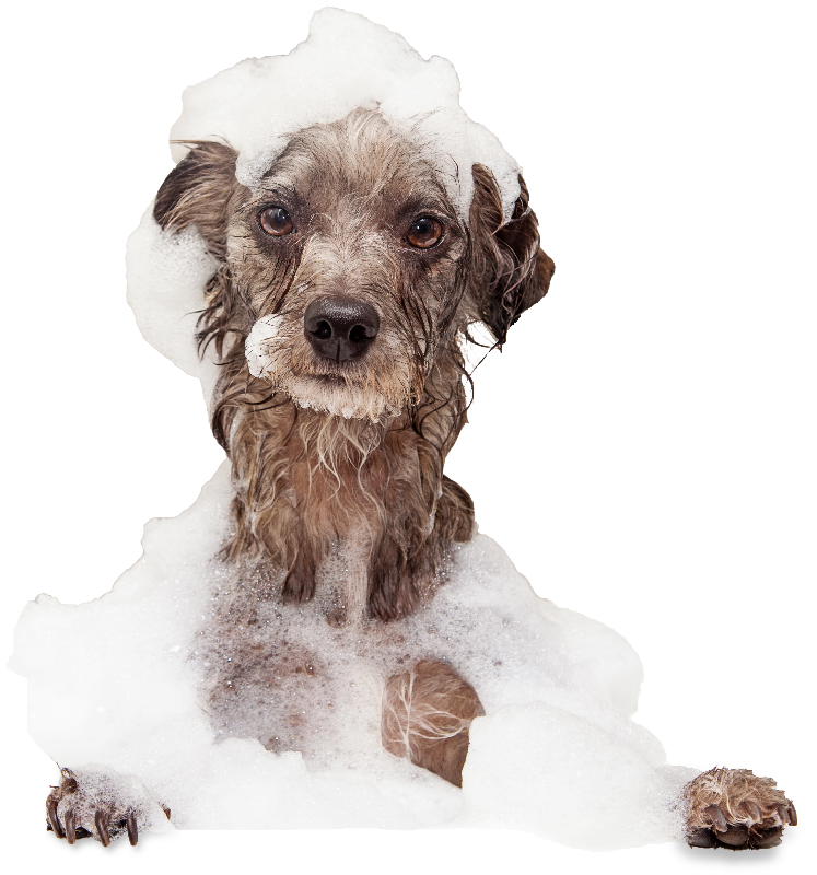 Santo Faro - Clínica Veterinária e Estética Animal | Lajeado, RS