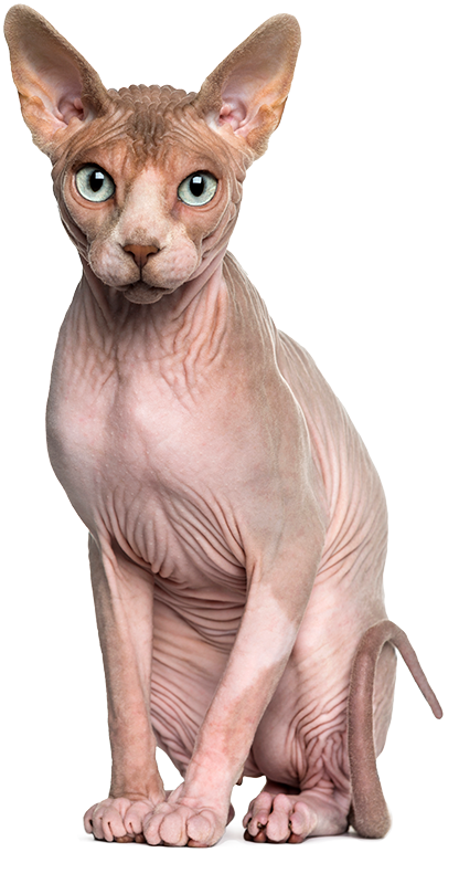 Santo Faro - Clínica Veterinária e Estética Animal | Lajeado, RS